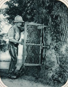 The ingenuity of Tommy: a hollow tree as a meat safe by English Photographer